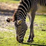 爱博体育娱乐:探索全球顶级体育赛事的精彩瞬间 dj4j27